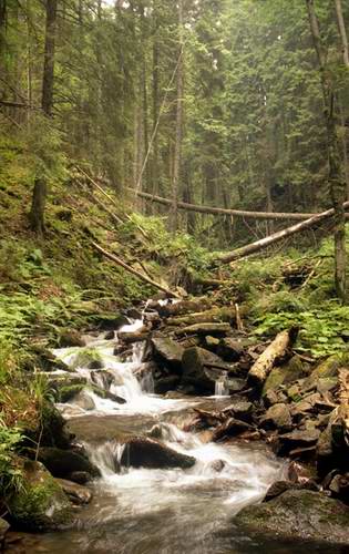 Ukraine country lands - forest picture