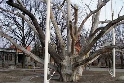 Zaporozhye (Zaporizhia) Ukraine city old oak photo