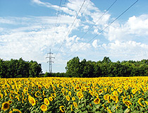 Lugansk region sunflowers